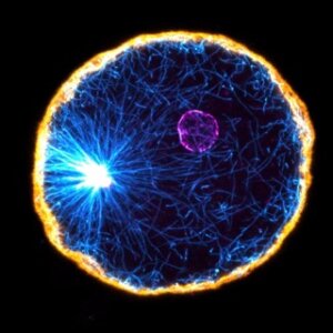 ImageJ=1.54f