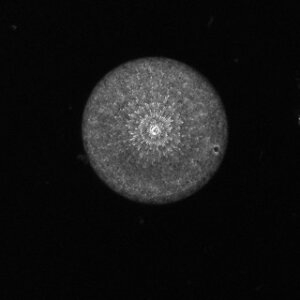 ImageJ=1.54f
unit=micron
min=13.0
max=255.0