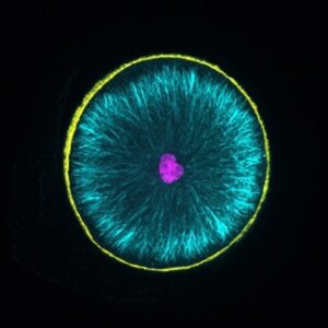 ImageJ=1.54f