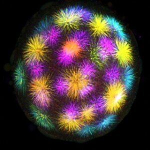 ImageJ=1.54f
