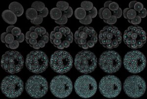 ImageJ=1.54f
unit=micron
finterval=197.5172119140625